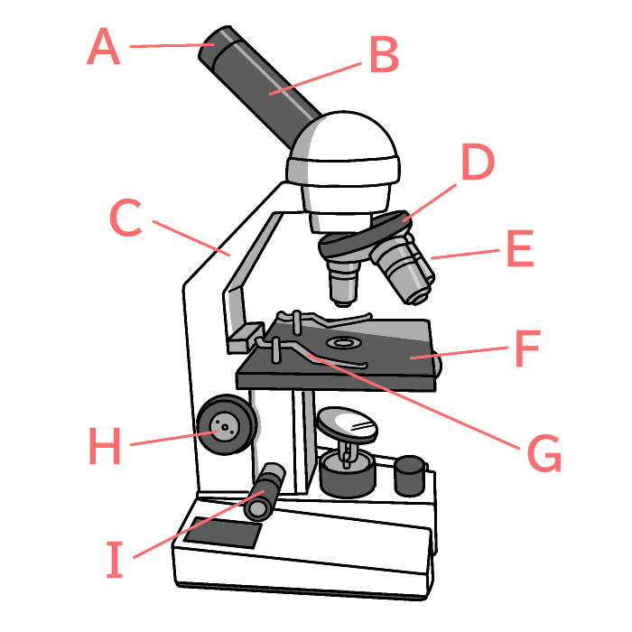ステージ上下式顕微鏡の名前1