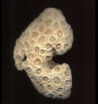 サンゴの化石の写真