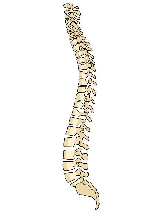 脊椎(骨)