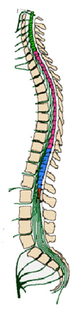 脊髄