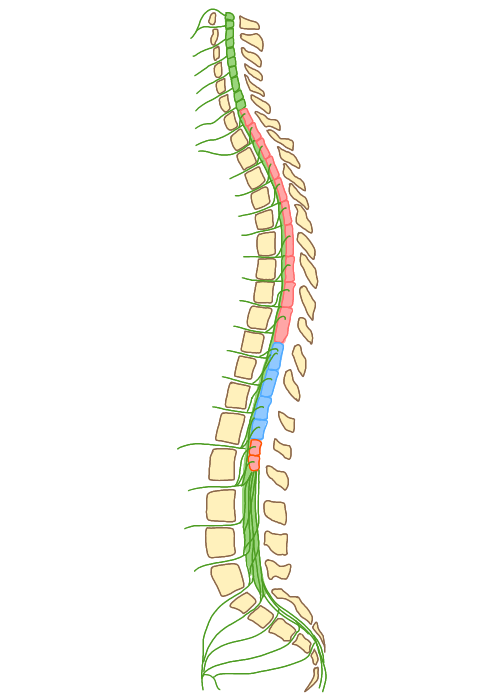 脊髄(神経)