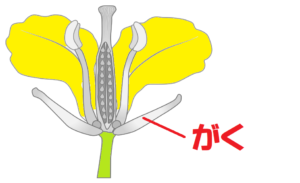 アブラナの花のつくりを中学生向けに解説