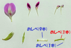エンドウの花のつくりを解説