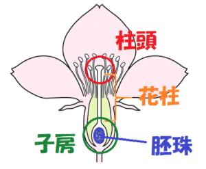 被子植物とは 花の特徴と仲間のまとめ 中学理科