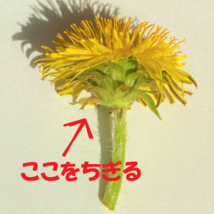 タンポポの花のつくりを中学生向けに解説
