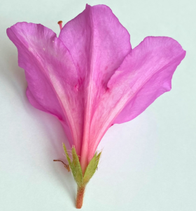 離弁花と合弁花の例と覚え方を中学生向けに解説