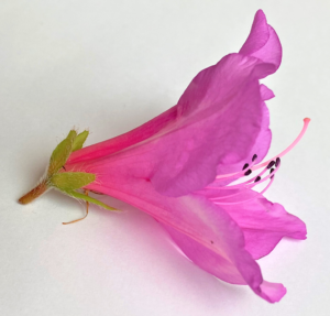 ツツジの花のつくりを中学生向けに解説