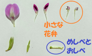 エンドウの花のつくりを解説
