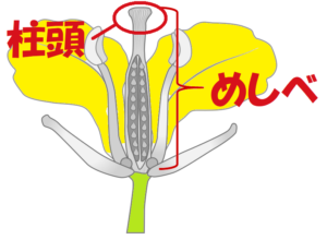 被子植物とは 花の特徴と仲間のまとめ 中学理科