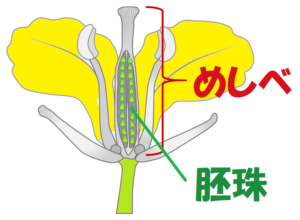 アブラナの花のつくりを中学生向けに解説 中学理科の苦手解決サイト さわにい の解説