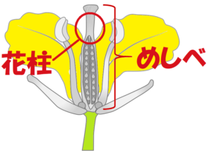 アブラナの花のつくりを中学生向けに解説 中学理科の苦手解決サイト さわにい の解説
