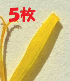 タンポポの花弁の数