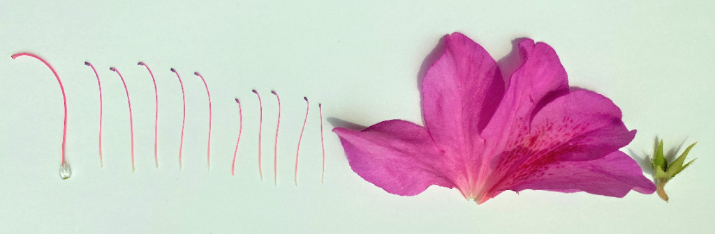 ツツジの花を分解した写真