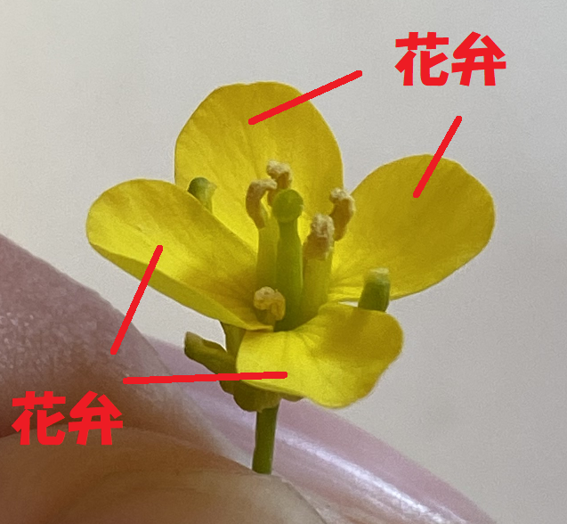 花弁の写真
