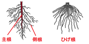 主根と側根 ひげ根 根毛の違いを解説