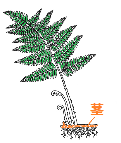 イヌワラビの茎