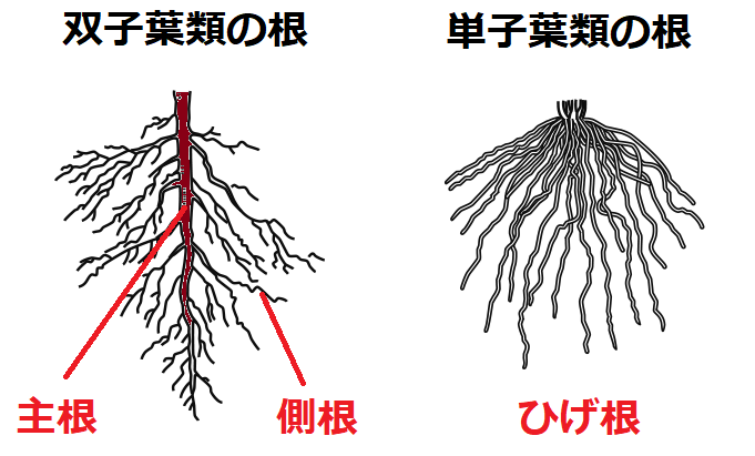 双子葉類と単子葉類の根のつくり