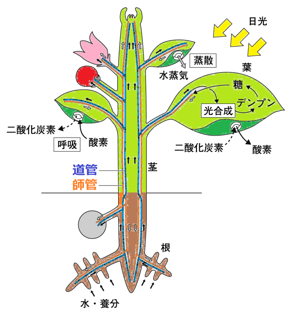植物の体と道管・師管