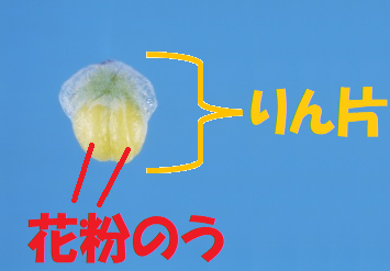 雄花のりん片１