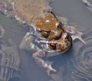 カエルの有性生殖