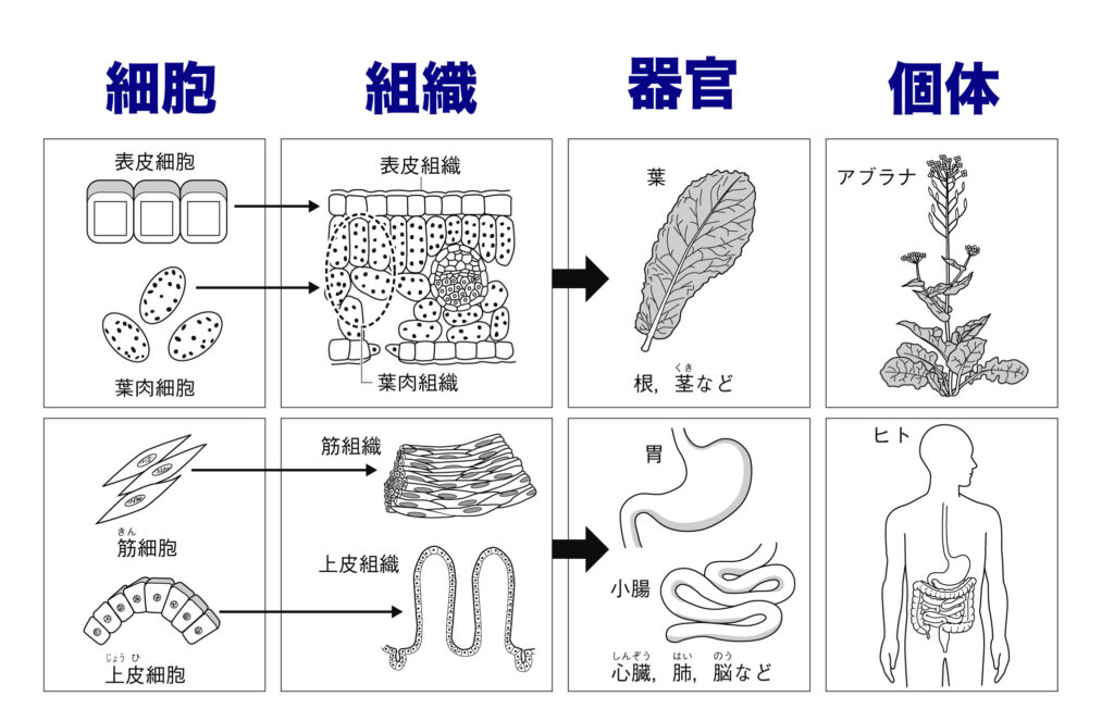 細胞 組織 器官 個体の一覧