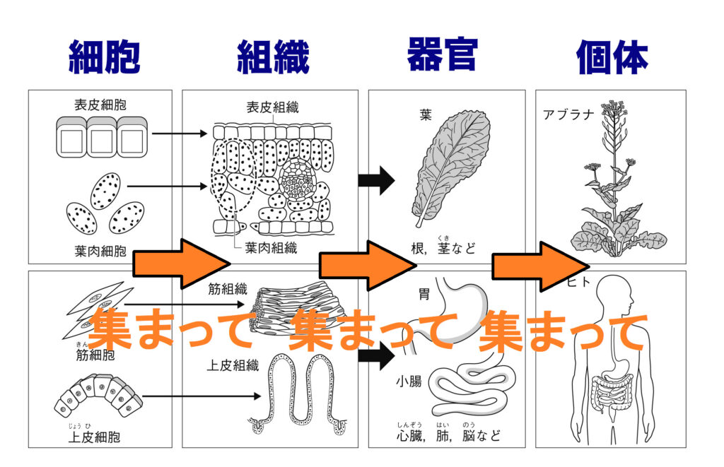 細胞 組織 器官 個体の関係