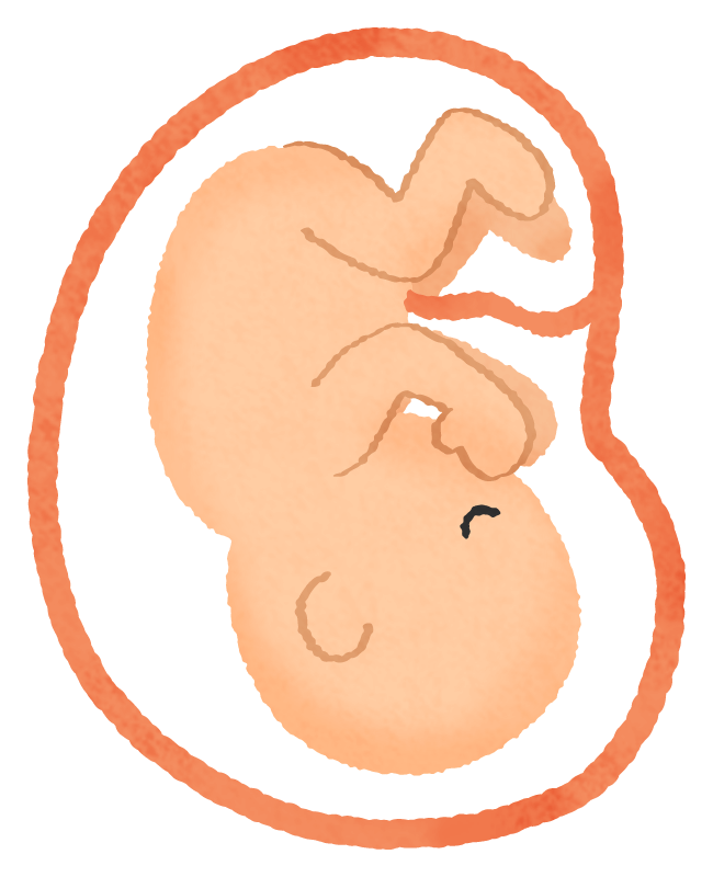 ヒトの胚