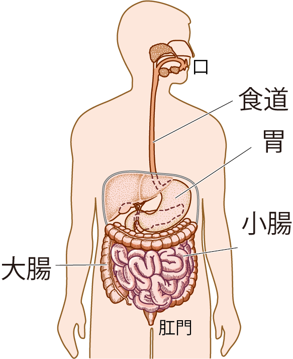 消化管