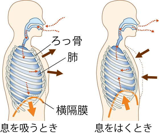 肺と横隔膜
