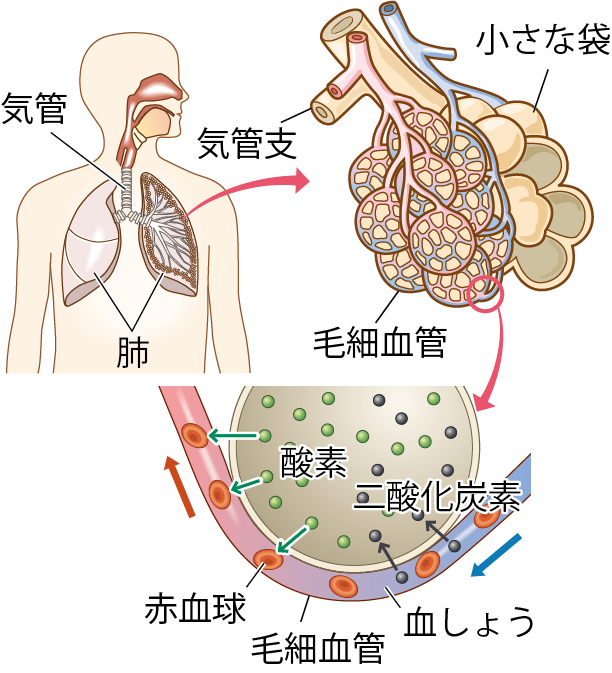 肺と肺胞